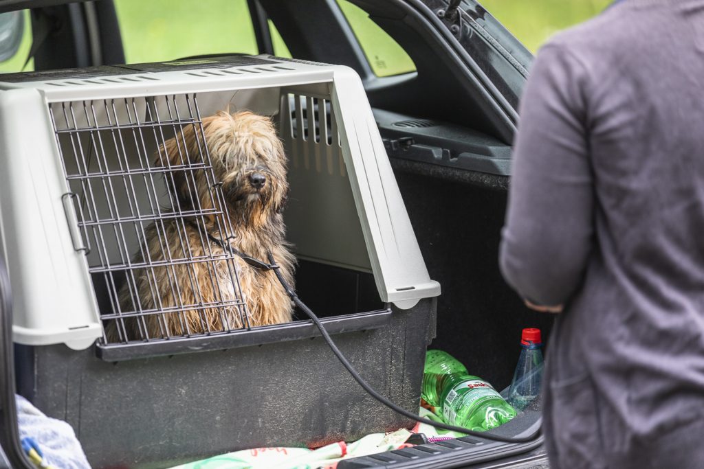 Hund alleine bleiben beibringen, Hundebox, stubenrein, Welpen Dresden