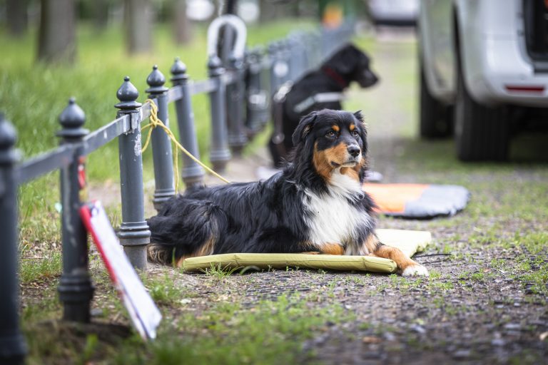 Hunde sozialisieren, Hundeschule Dresden, Hundetrainer Dresden