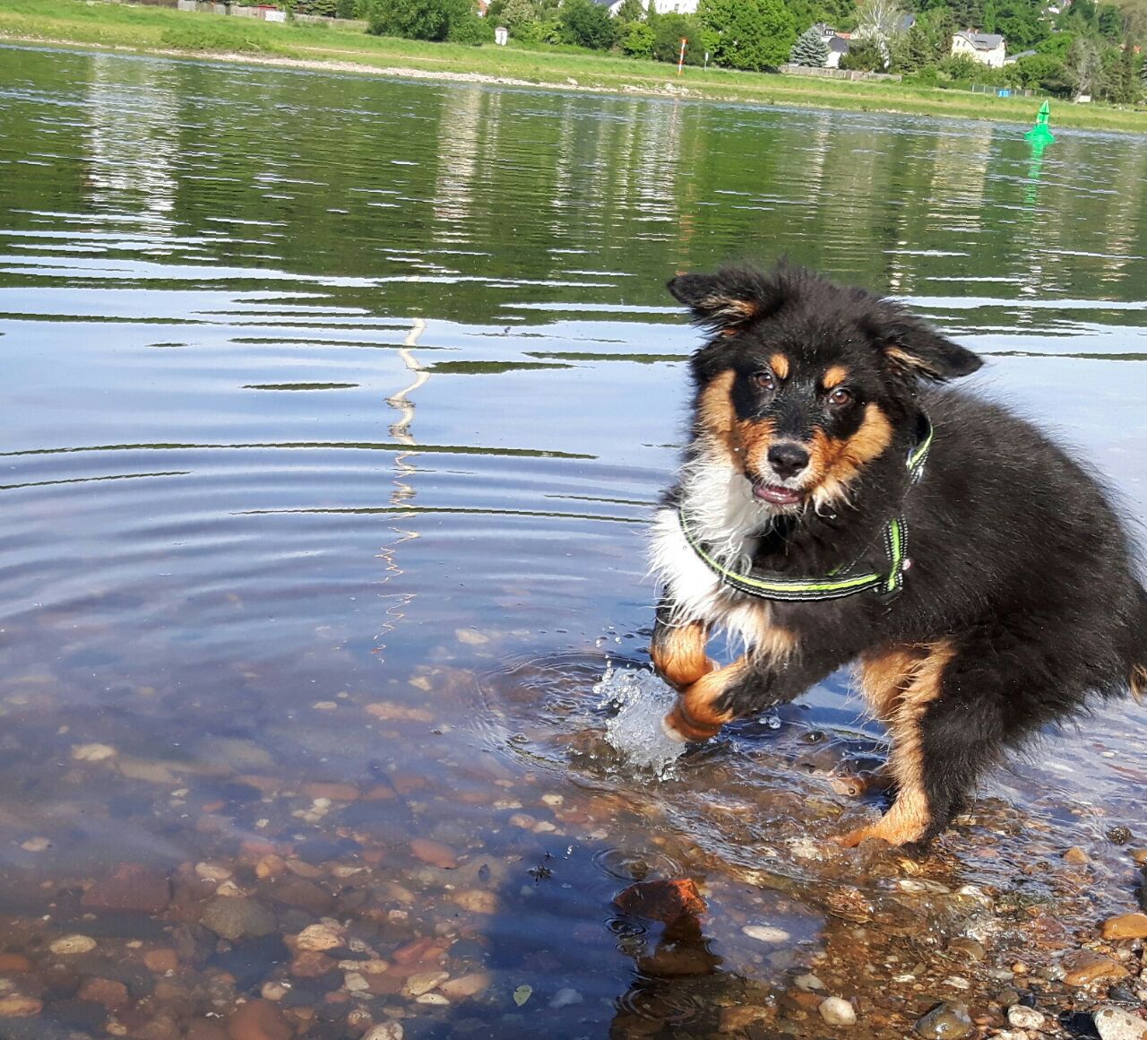 Hunde sozialisieren, Hundeschule Dresden, Hundetrainer Dresden