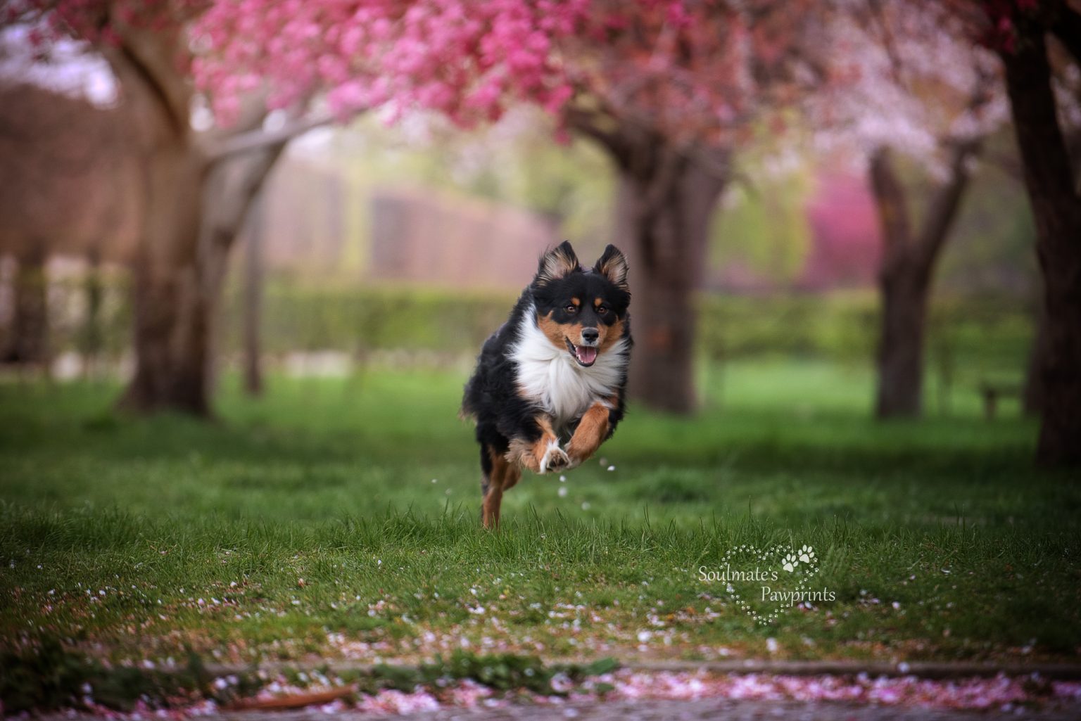 Aufgedrehter Hund, aufgeregter Hund, Auslastung Hund, Hund